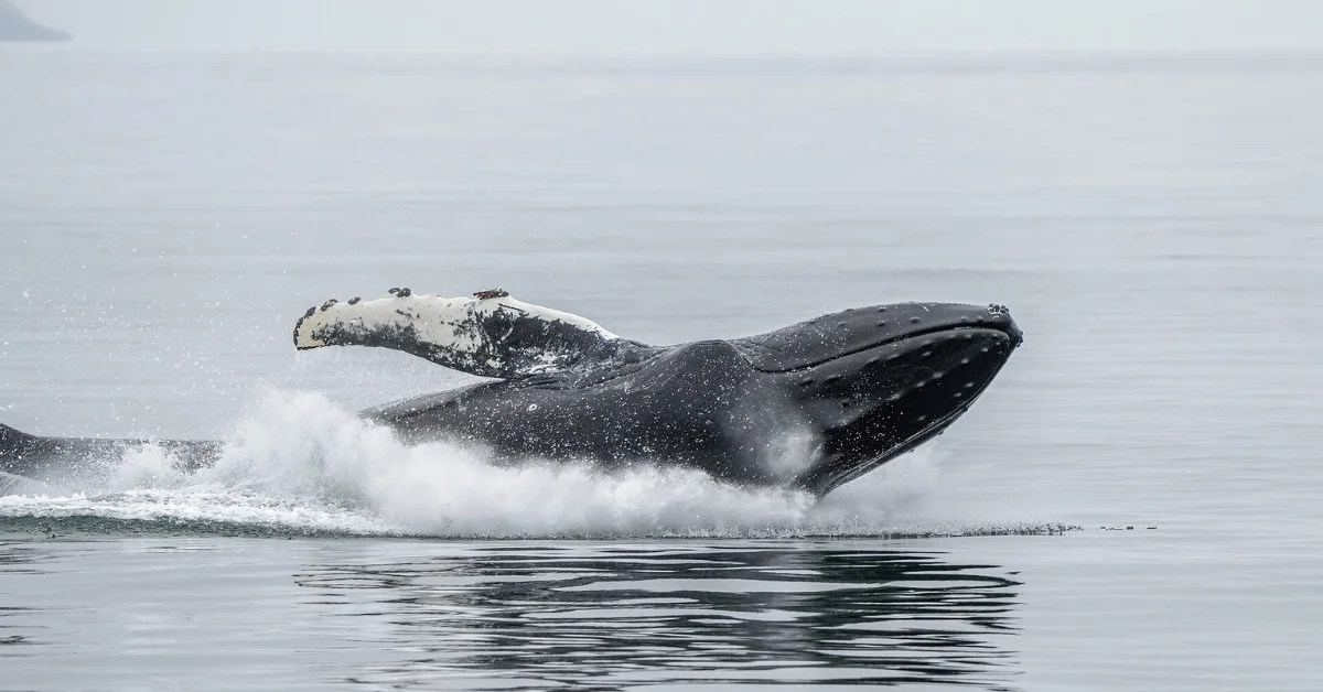 Humpback Whales Spotted Off Bondi Beach During Annual Migration