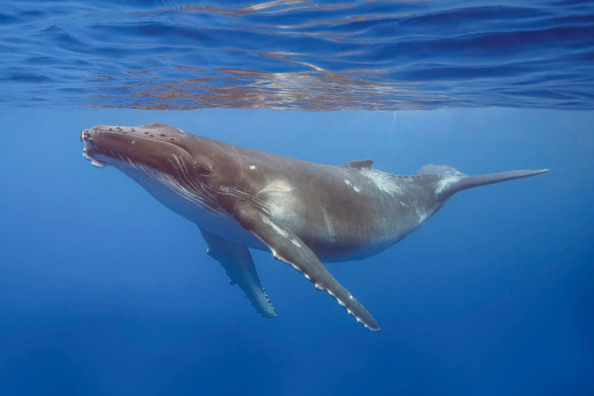 humpback whale