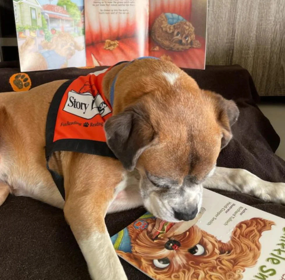 Bondi Beach Story Dogs